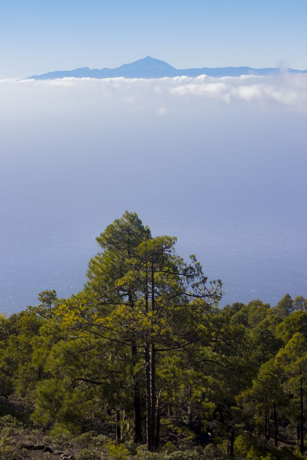 Vrchol Teide na Tenerife vyčnieva nad morom oblakov, v popredí borovice v horách Gran Canarie.