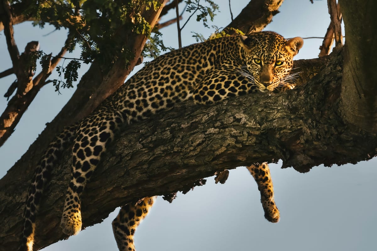 Leopard odpočívajúci na konári stromu v národnej rezervácii Masai Mara v Keni.