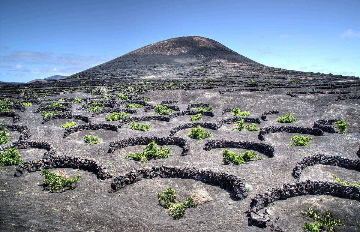 Vinice v jamách z lávového piesku s kamennými múrikmi v La Geria na Lanzarote