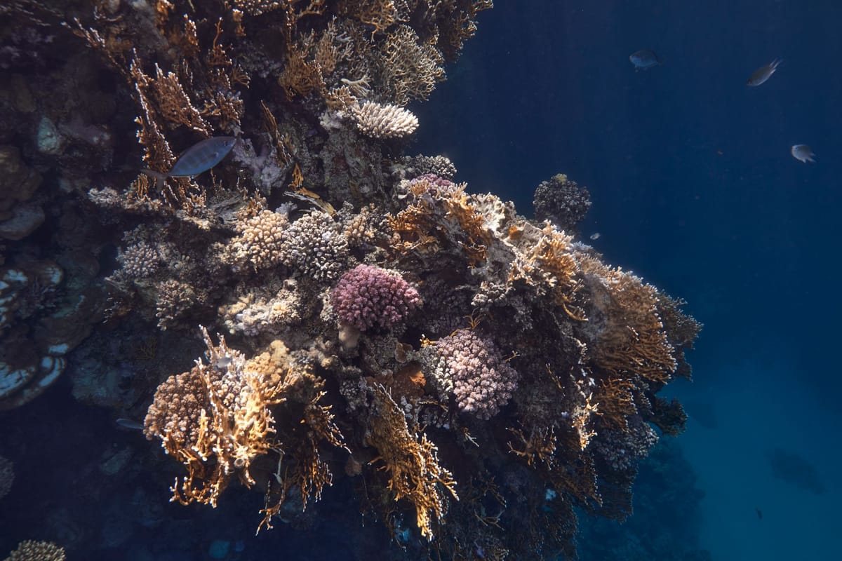 Koralový útes s rybami pod hladinou Červeného mora pri Marsa Alam