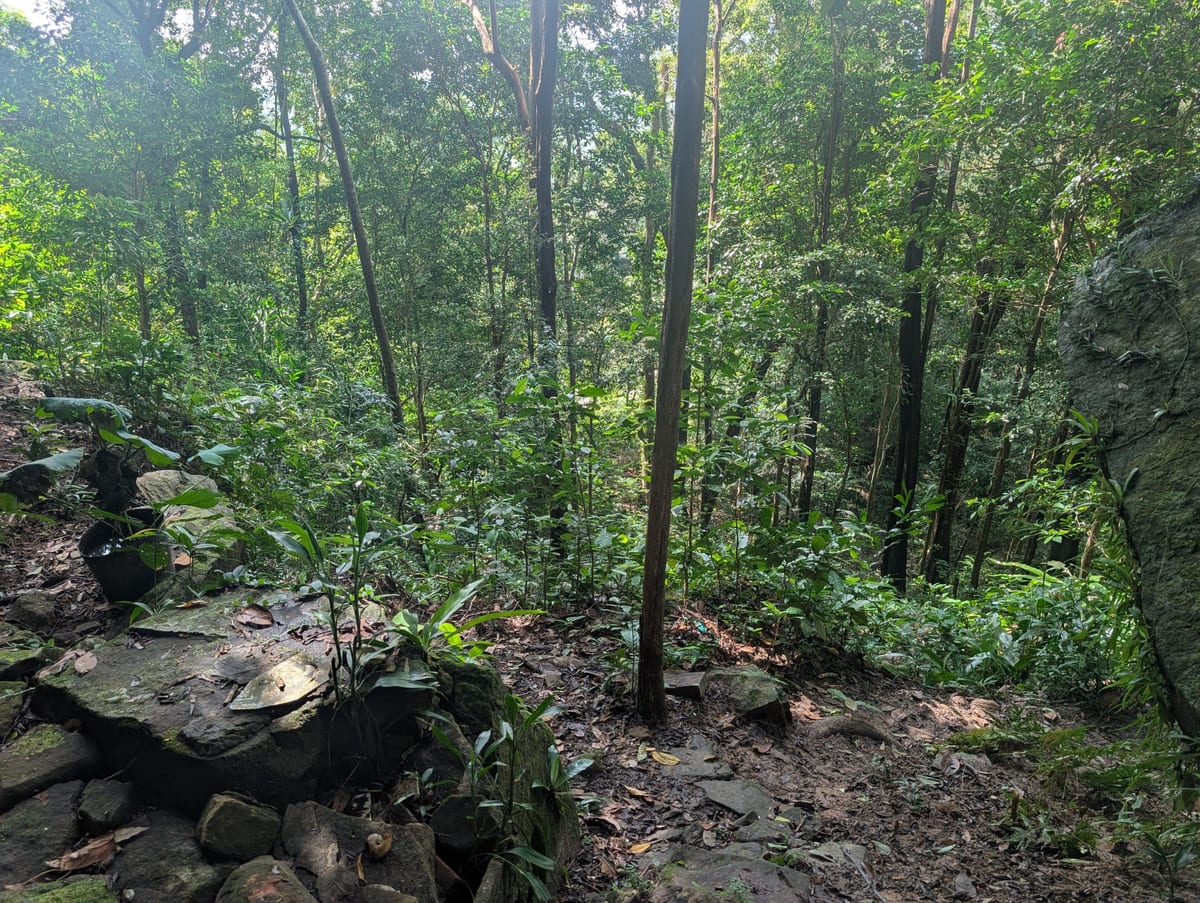 Tropický les s kameňmi a vysokými stromami na kopcoch ostrova Phu Quoc