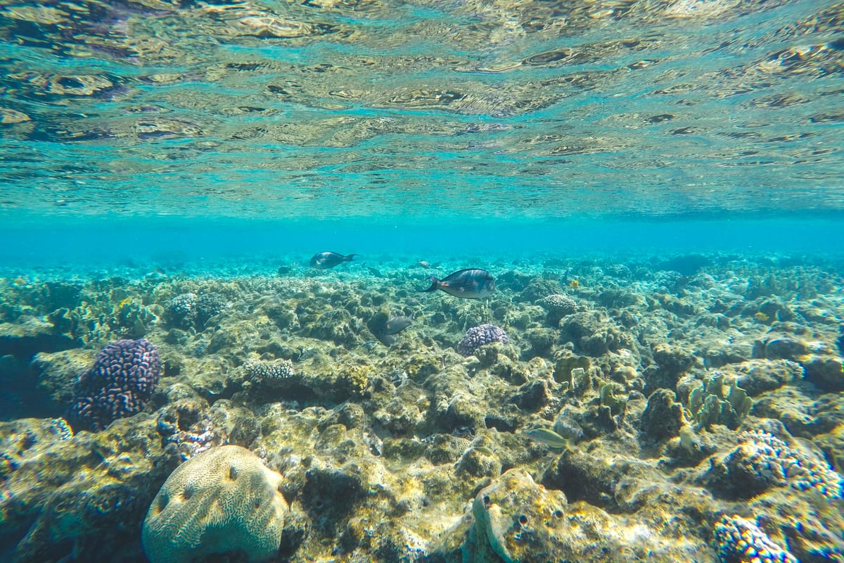Koralový útes pod hladinou Červeného mora pri Šarm aš-Šajchu